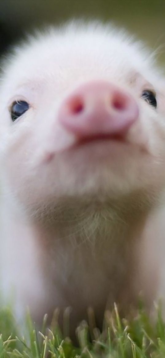 pig, little pig, piglet, animal