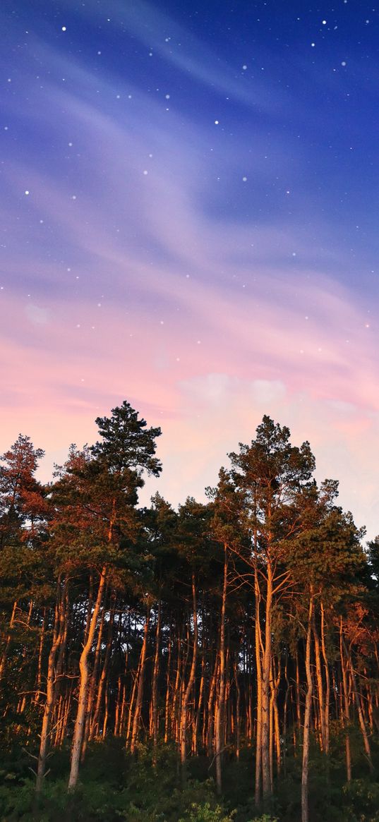 tree, sky, nature, forest, stars, pine