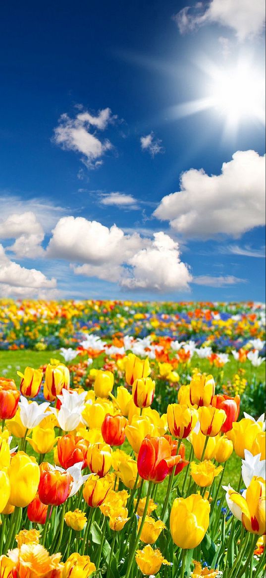 flowes, field of flowers, tulips, sky, rays