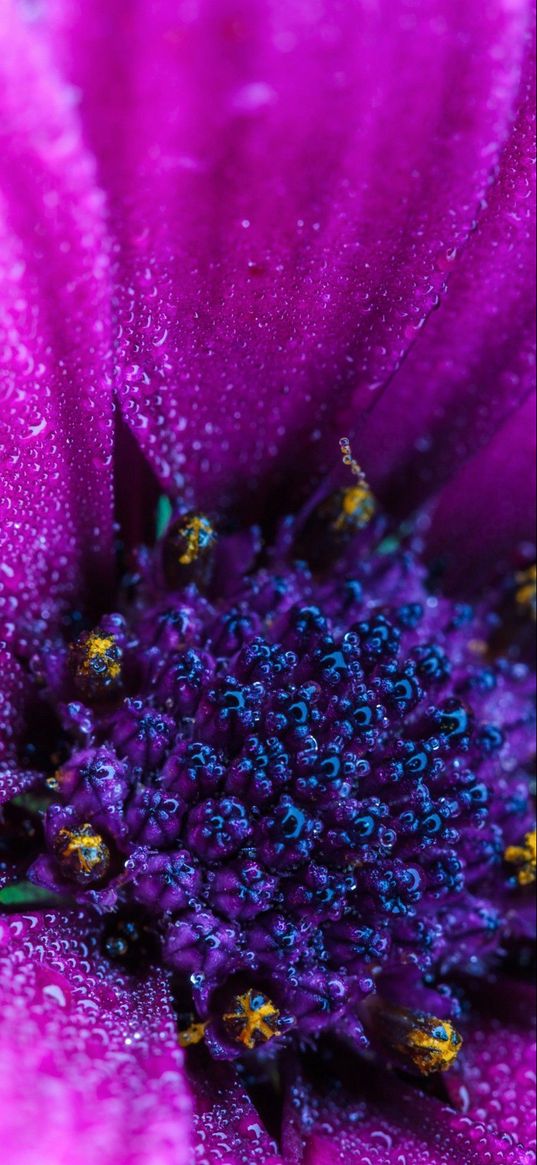 flowers, flower, purple flower, macro