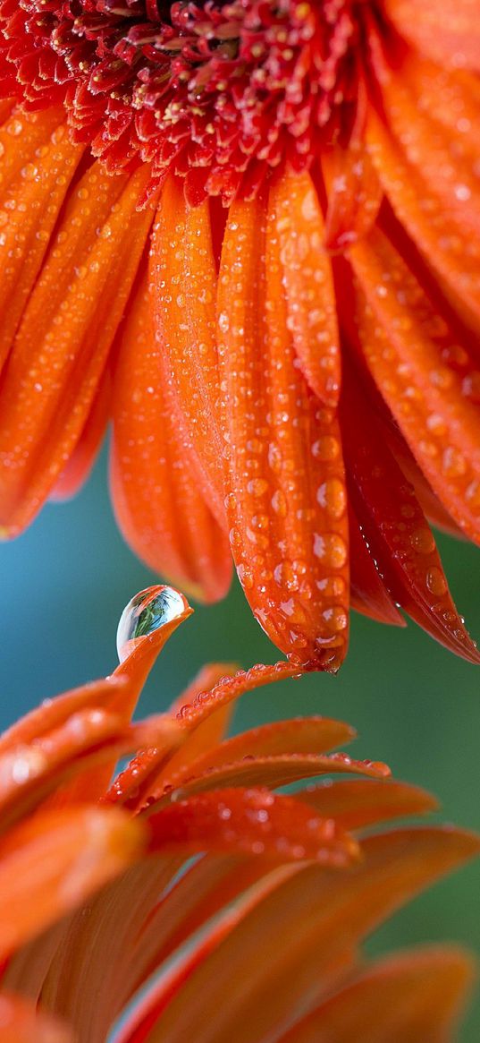 gerbera, flowers, orange color, macro, drop, dew