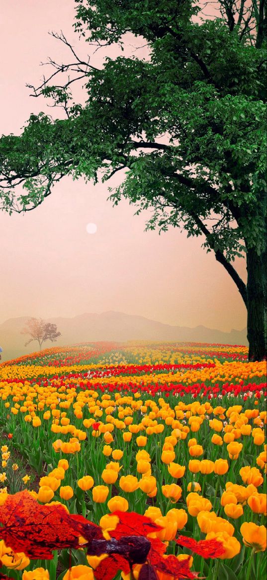 field, flowers, tulips, fog, tree, sunrise