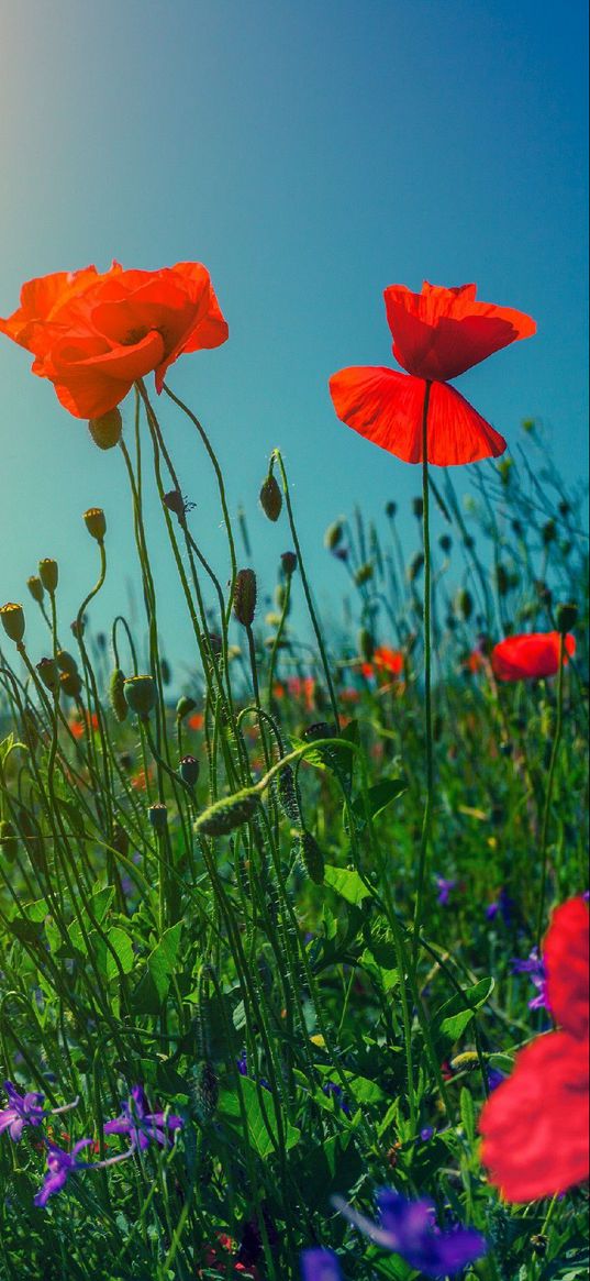 poppies, grass, field, sun, summer, nature, wildflowers, flowers