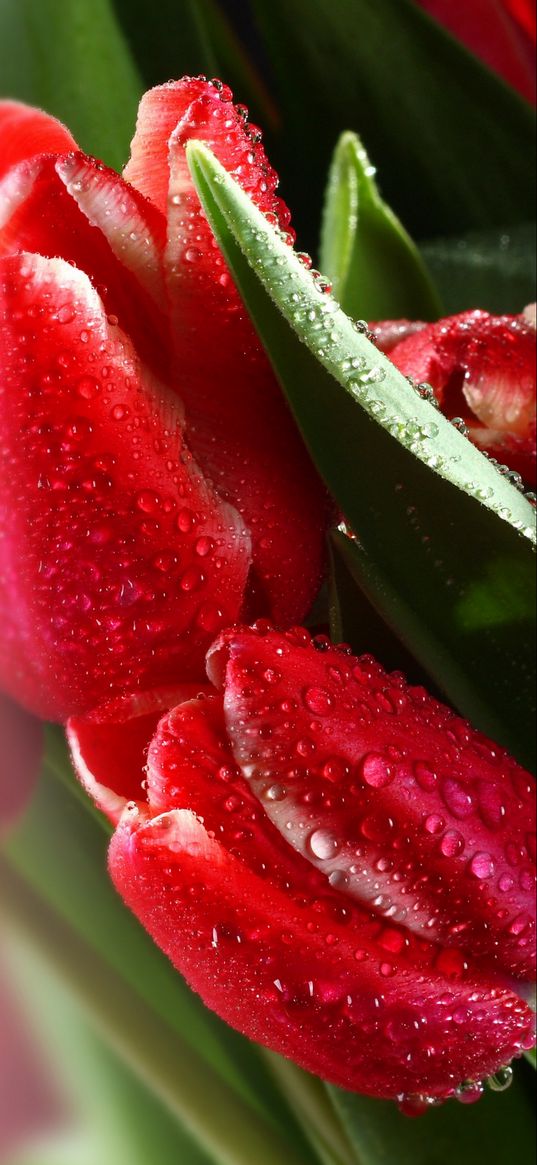 tulips, bouquet, tulip bouquet, red tulips