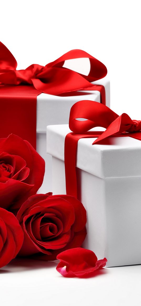 roses, gifts, boxes, gift wrap, red roses, white background, red