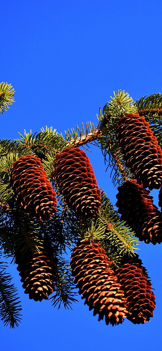 cones, sky, tree, nature, plant, seeds