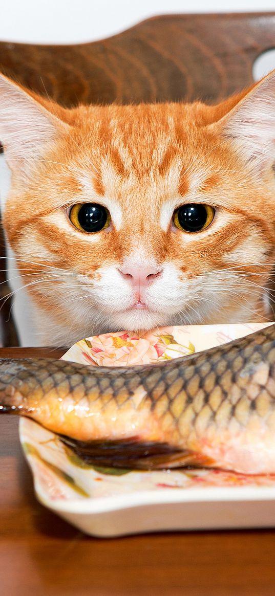 cat, fish, glance, hunger