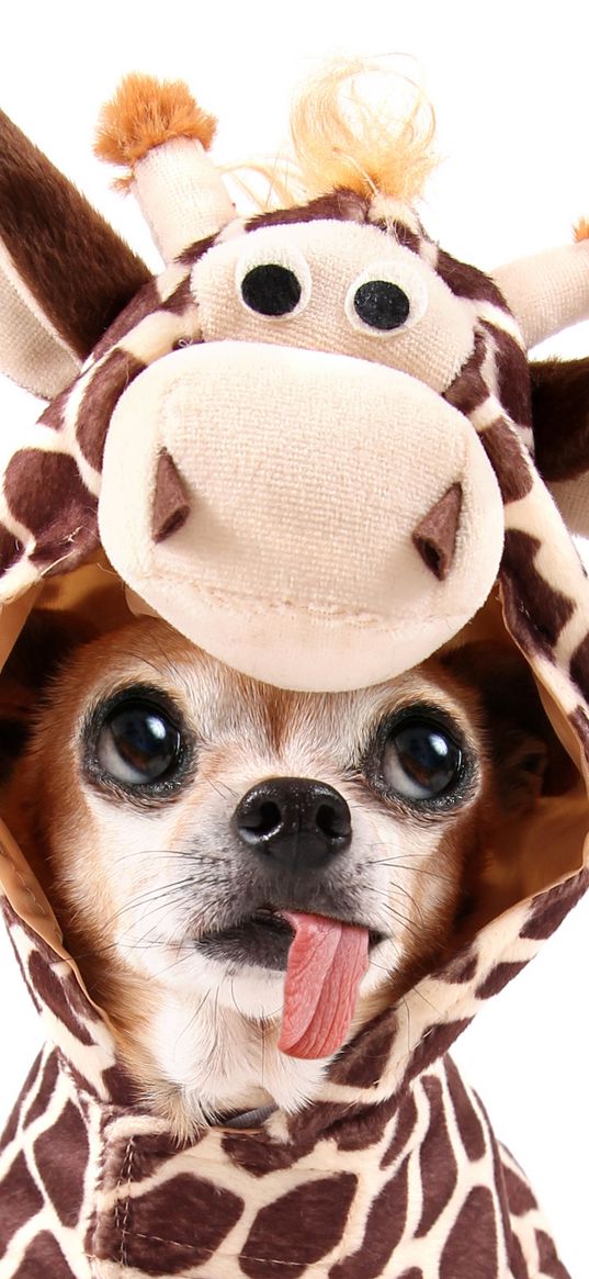 dog, tongue, giraffe, chihuahua, cute