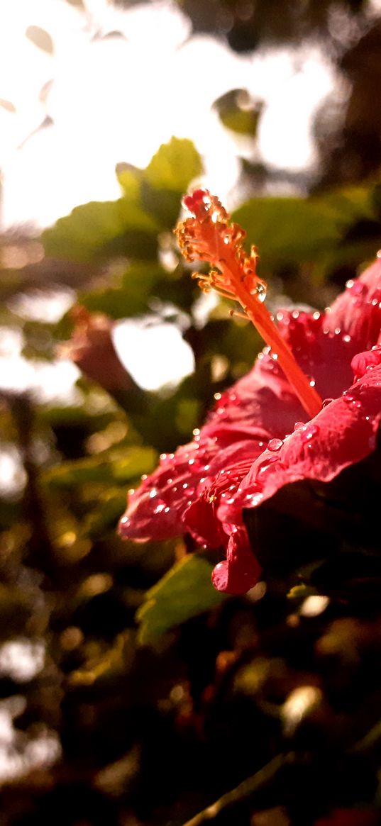 hibiscus, black, focus, rain, blur, nature