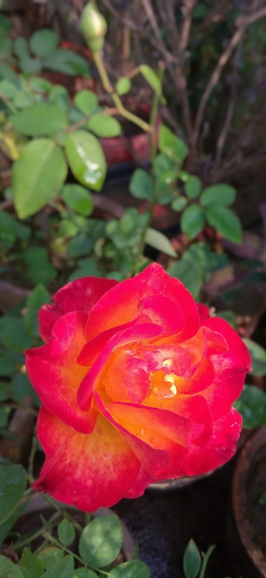 rose, yellowish, nature, focus