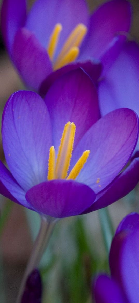 crocuses, flowers, flowing, stamen, close-up