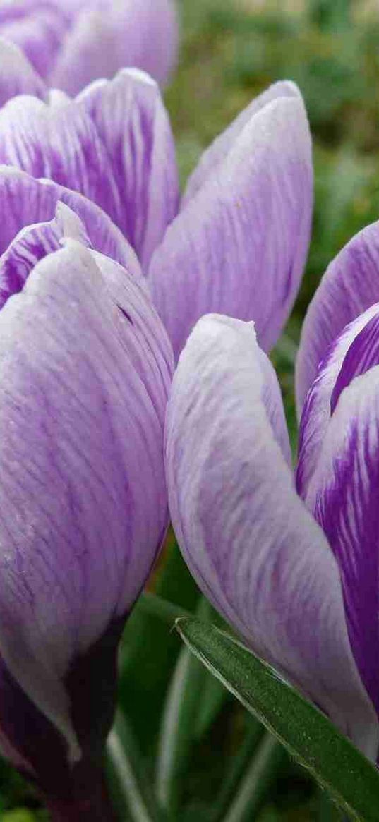 crocuses, buds, flowers, primroses, spring, close-up