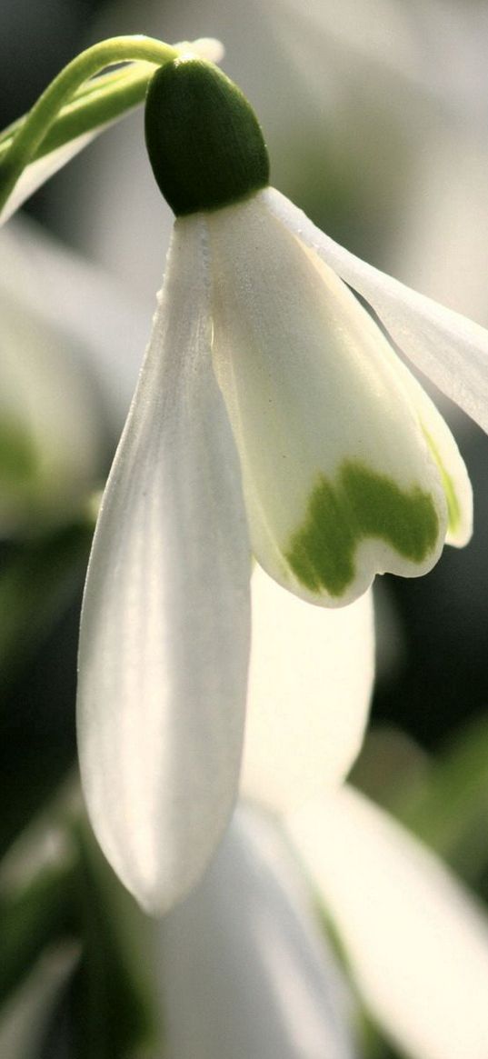 snowdrop, primrose, spring, close up, green