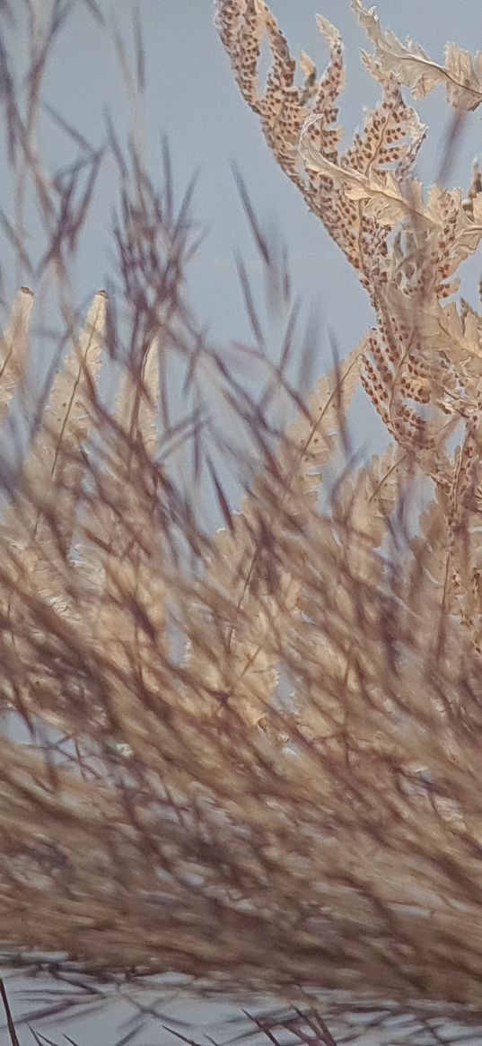 dried flowers, marsh grass, plants