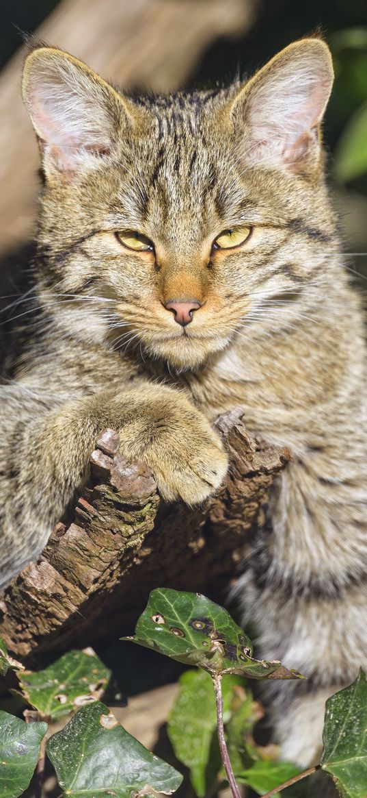 wild cat, glance, animal, wildlife