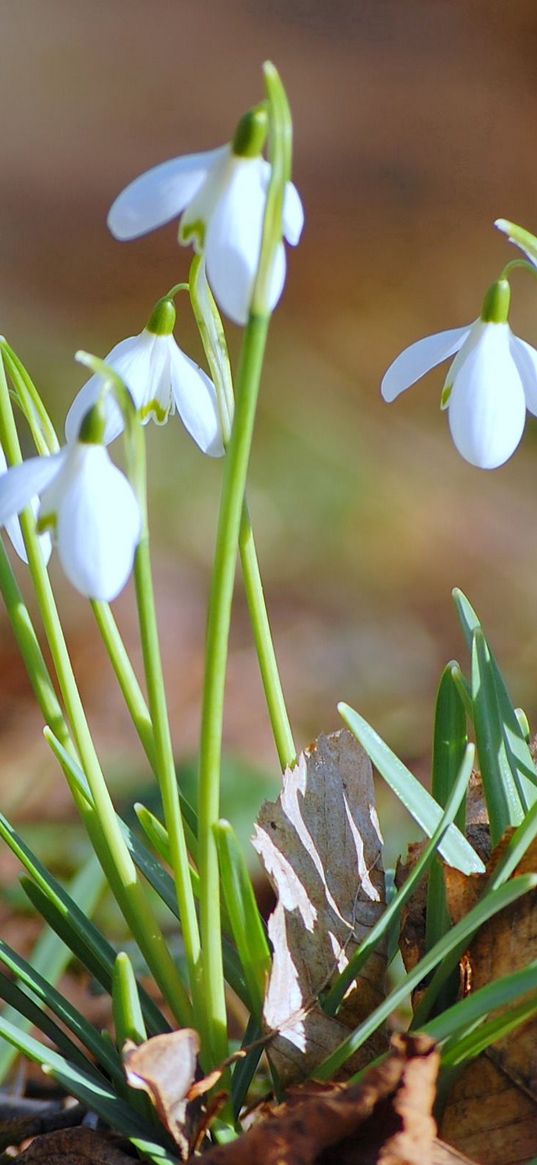 snowdrops, flowers, spring, branches, leaves, primrose