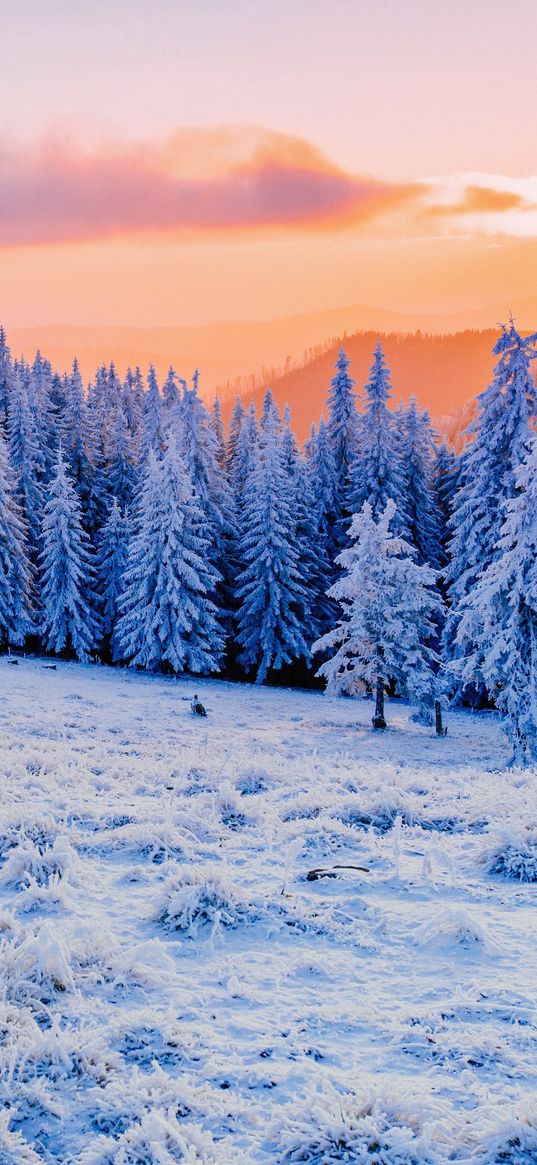 winter, snow, trees, forest, frost