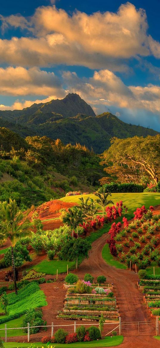 mountains, nature, fields, plants