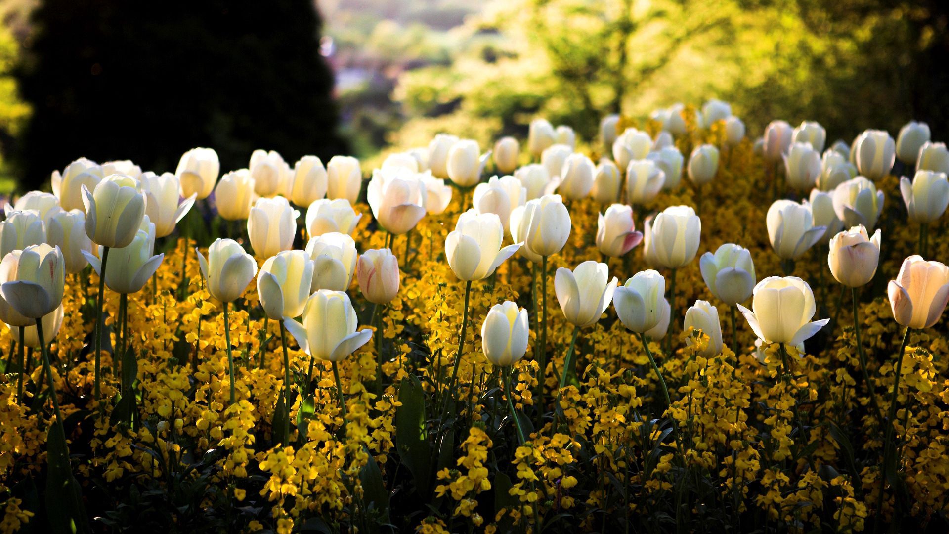 tulips, flowers, flowerbed, park, spring