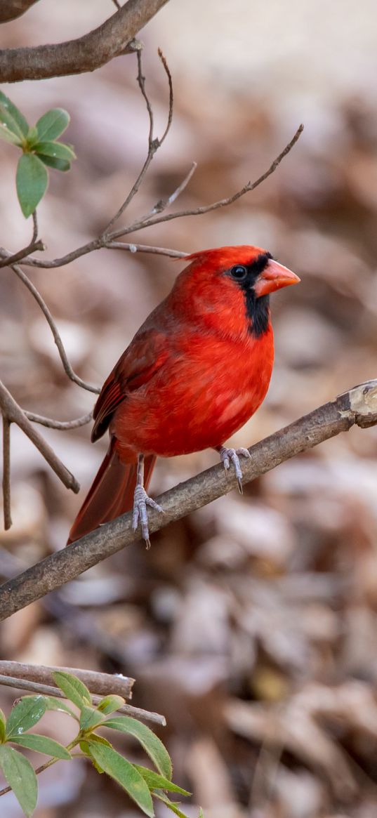 red cardinal, bird, wildlife