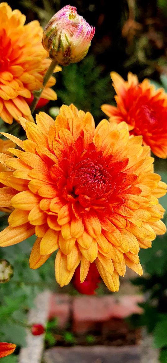 flowers, yellow, red, chrysanthemum