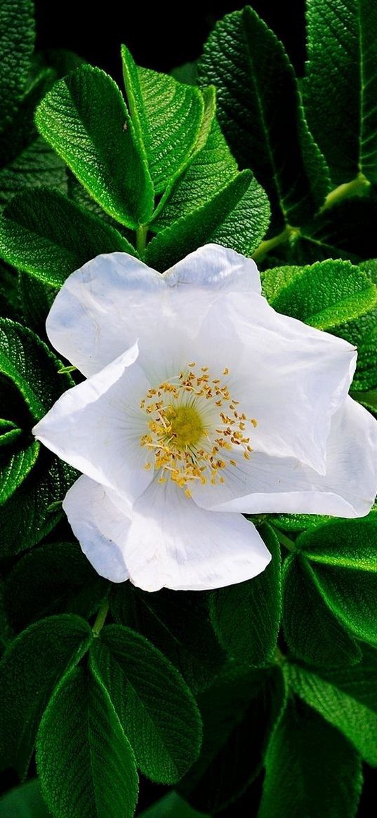 bloom, white, rose, leaves, herbs