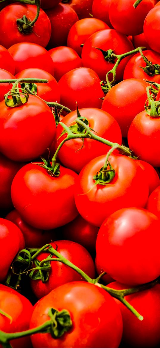 tomatoes, vegetables, branches, red, macro