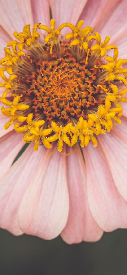 kosmeya, flower, petals, pink, macro