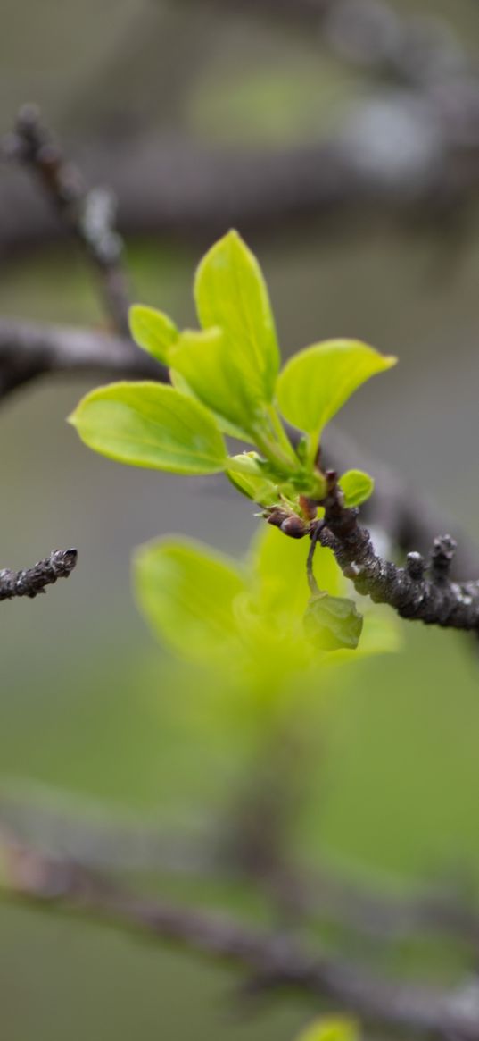 branches, sprouts, leaves, macro, blur