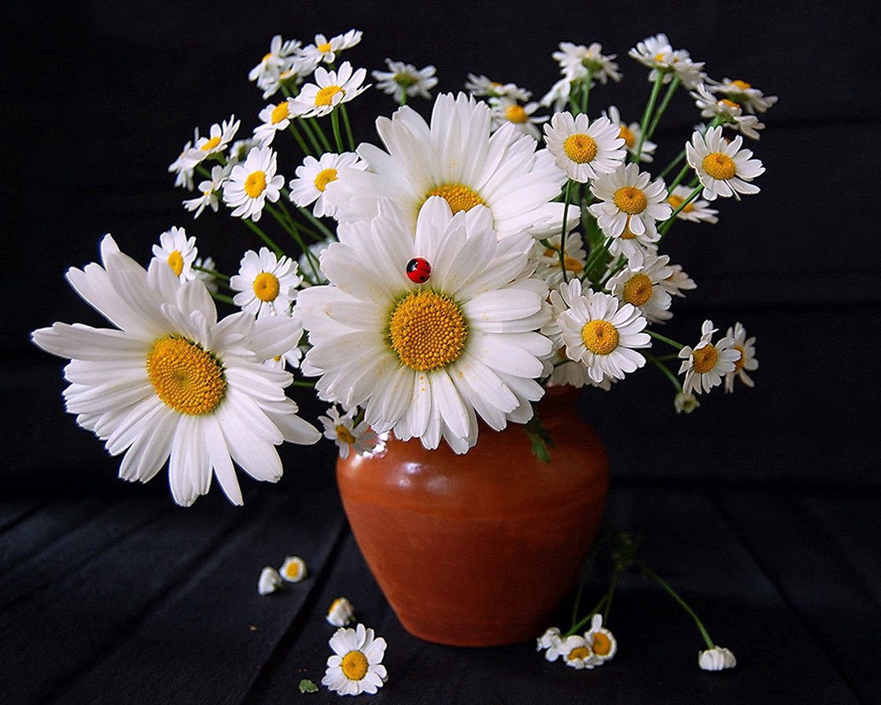 daisies, flowers, bouquet, vase, ladybug, summer