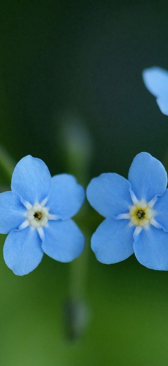 me-nots, flowers, blue, close-up, beauty