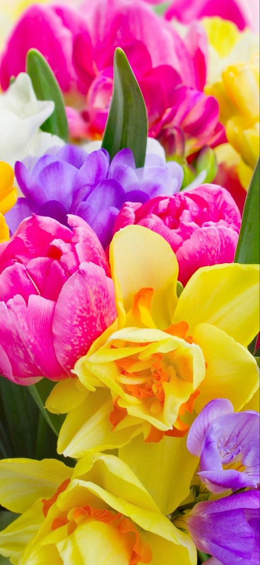 flowers, spring bouquet, bright colors