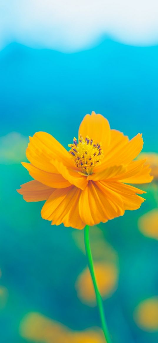 flower, orange color, blue background