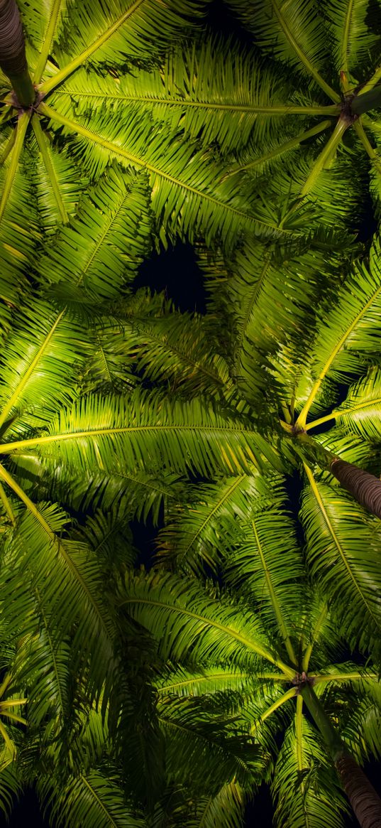 palm trees, leaves, bottom view, green background