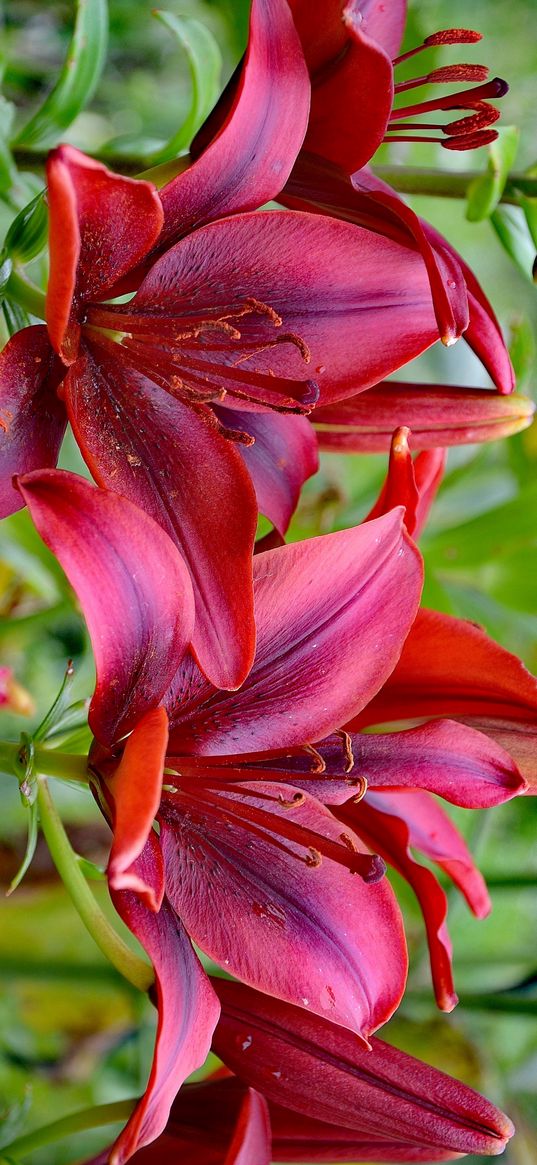 flowers, lilies, bardo