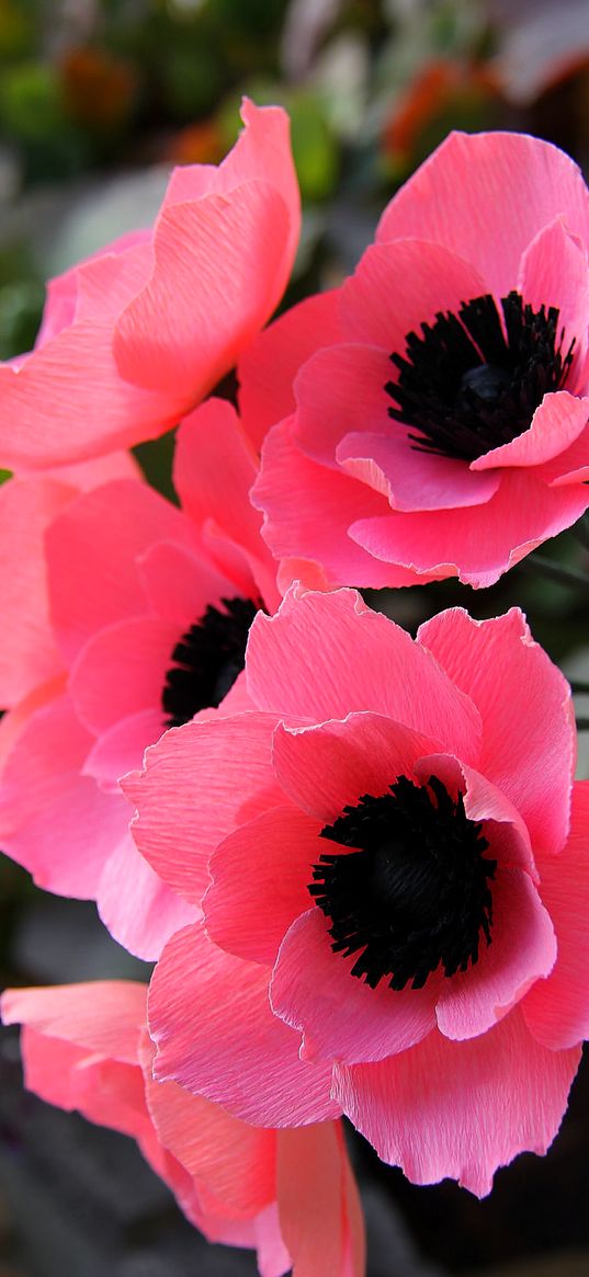 flowers, poppies, pink