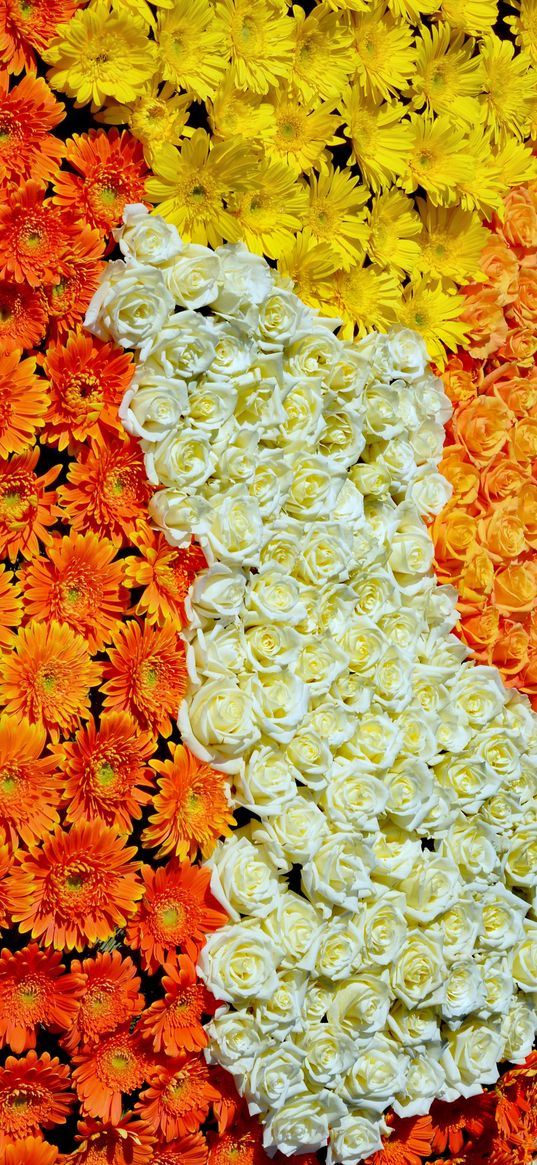 flowers, roses, bright background, orange, white