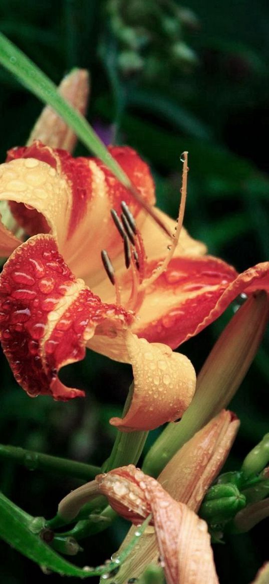 lily, flower, drops, buds, greens