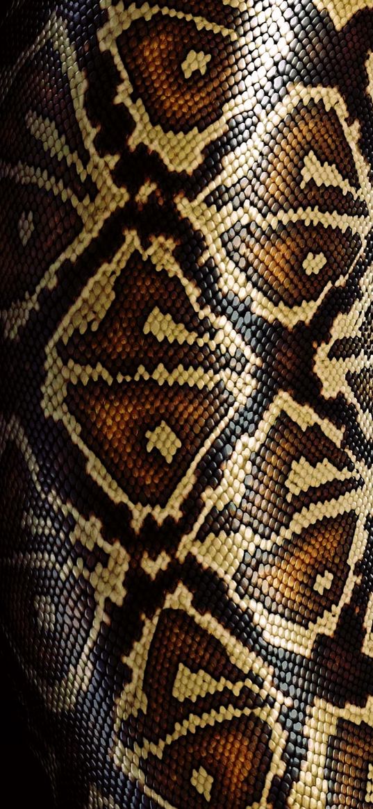 texture, skin, snake