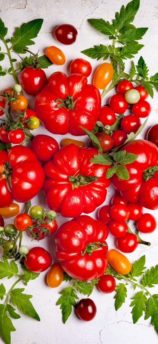 vegetables, tomatoes, still life