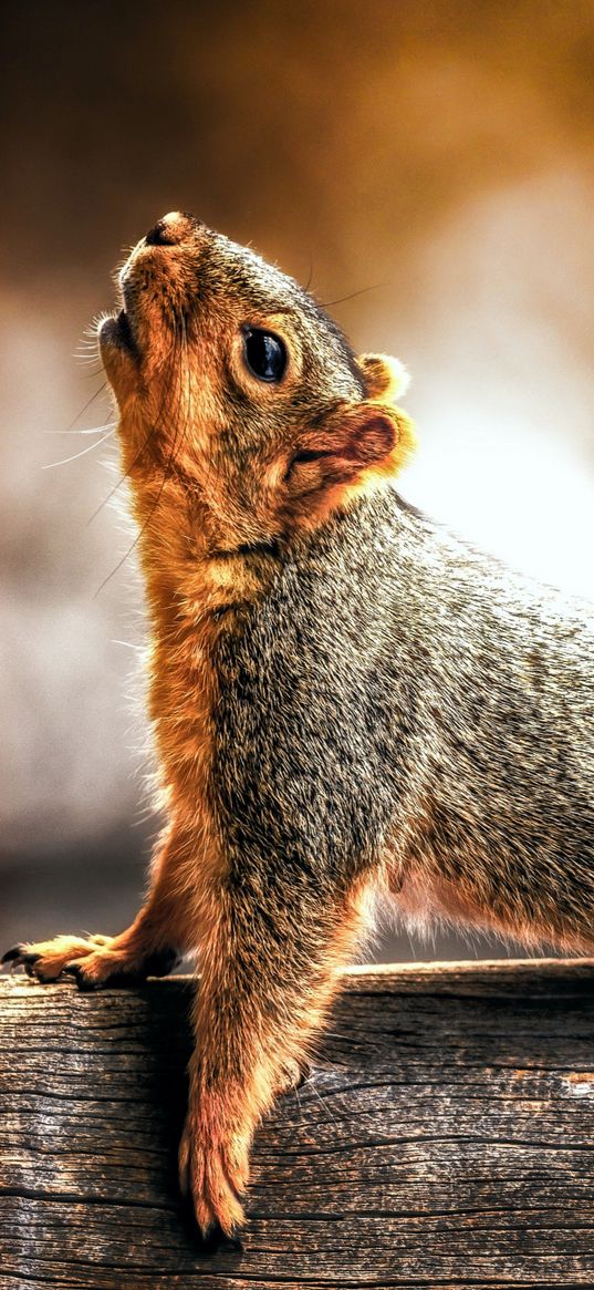 squirrel, animal, golden