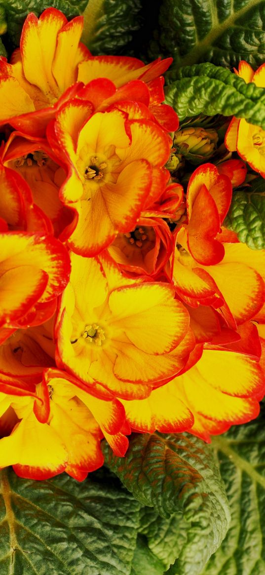 flowers, plant, bright color, yellow