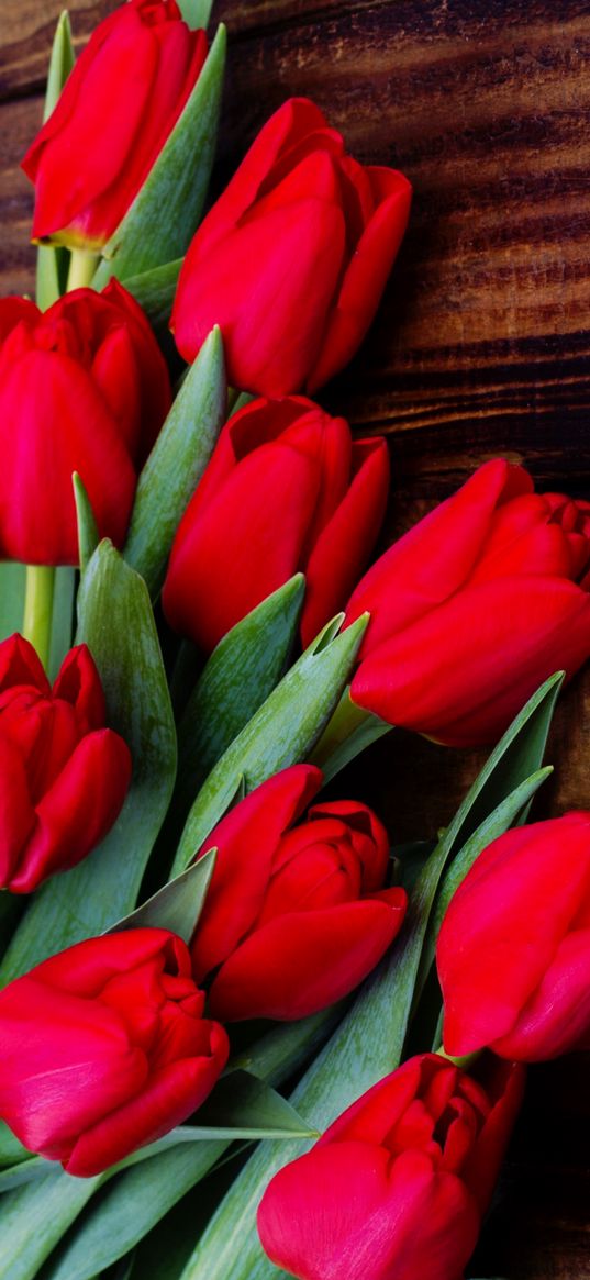 tulips, flowers, bouquet, plants, scarlet color