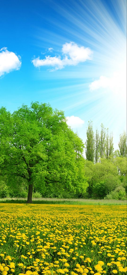 summer, field, trees, sunlight, nature