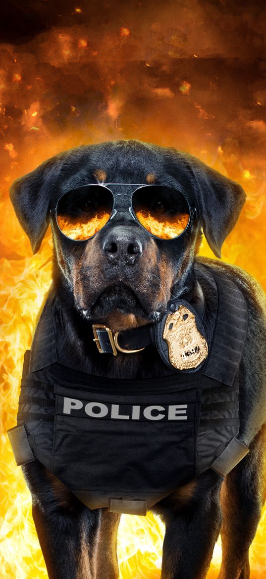 dog, rottweiler, poster, glasses, police