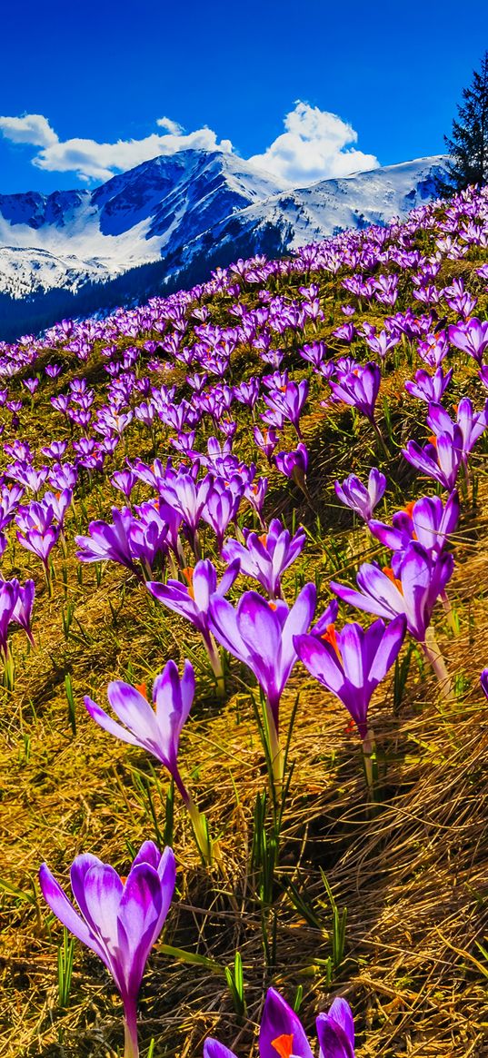 crocuses, flowers, mountains, spring, purple