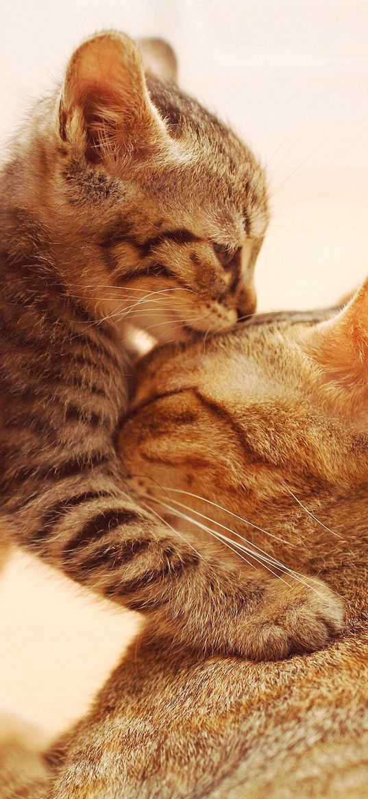 kitten, mom, kiss