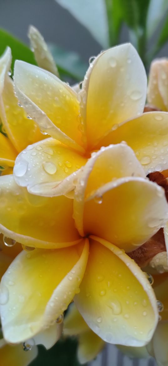 plumeria, flower, yellow