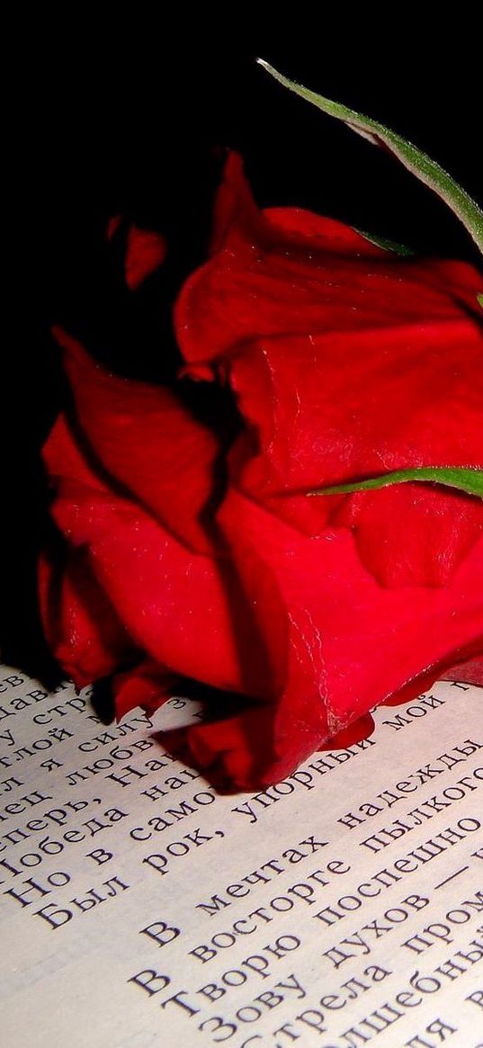 rose, flower, bud, book, text