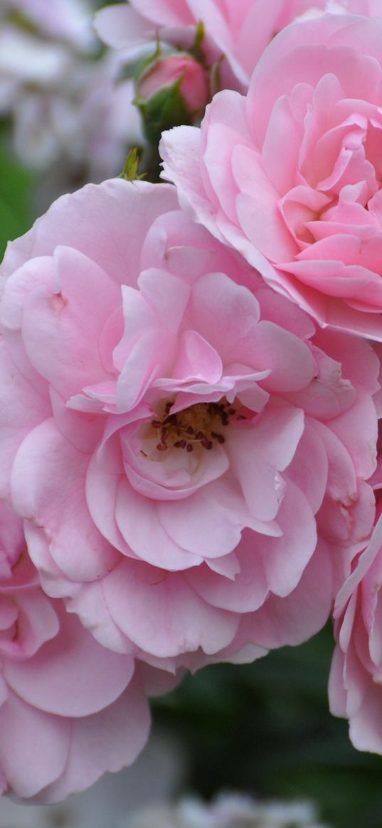 flowers, pink, garden, green, summer